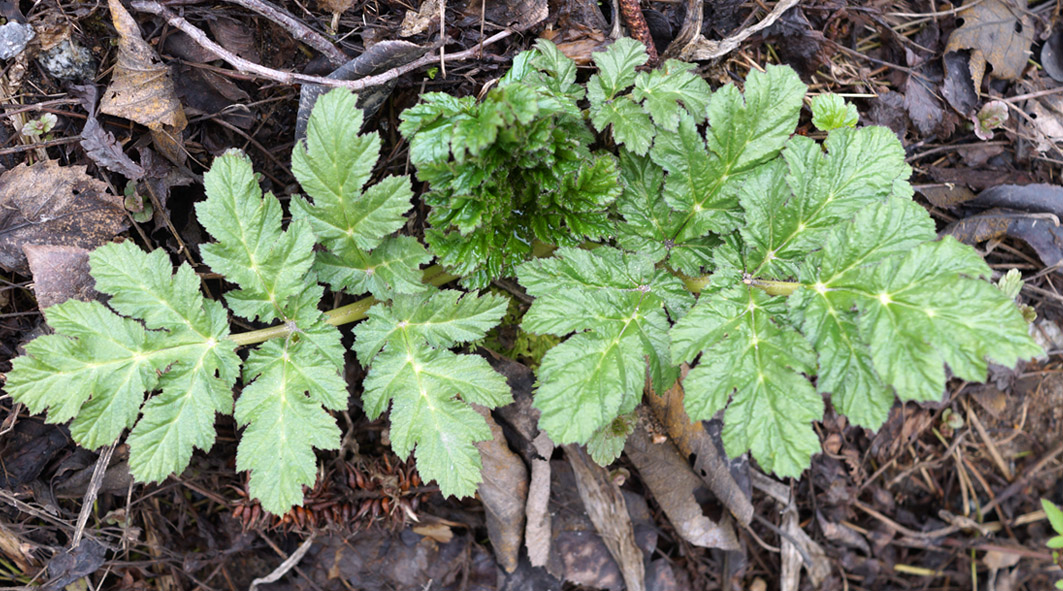 Image of Heracleum sosnowskyi specimen.