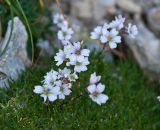 Gypsophila tenuifolia