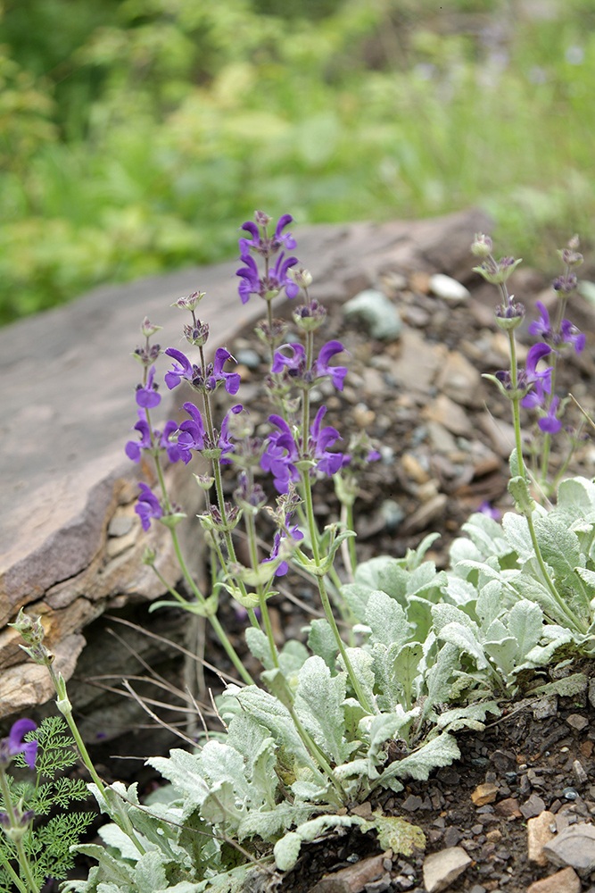 Image of Salvia canescens specimen.