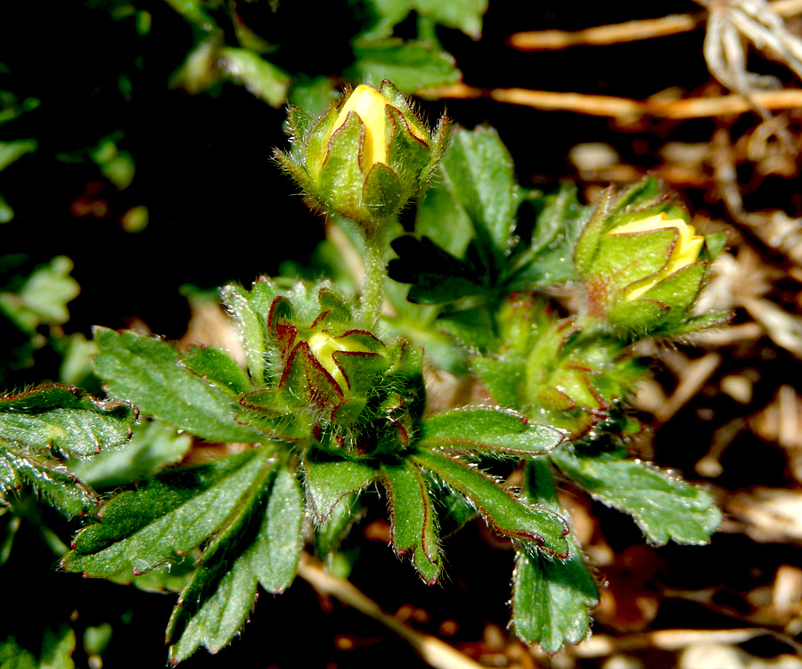 Изображение особи Potentilla sphenophylla.