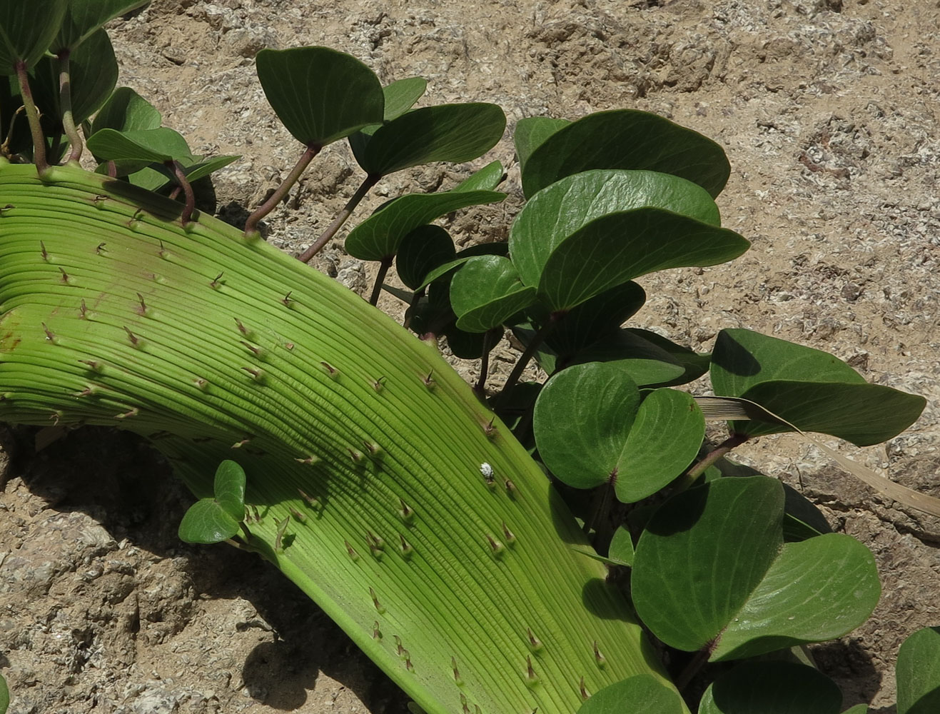 Image of Ipomoea pes-caprae specimen.