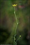 Ranunculus flammula. Цветущее растение. Республика Татарстан, Волжско-Камский заповедник, июль 2008 г.