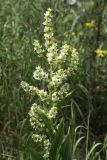 Смотреть изображение Veratrum lobelianum