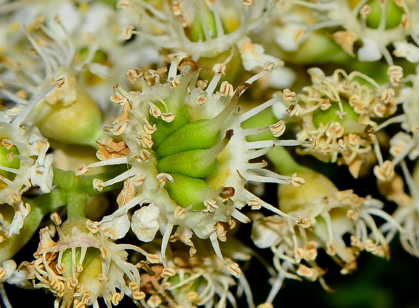 Image of Lauro-cerasus lyonii specimen.