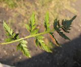 Asplenium adiantum-nigrum. Вайя (вид сверху). Абхазия, Гудаутский р-н, г. Новый Афон, набережная, на стене. 19 августа 2009 г.