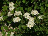 Spiraea trilobata. Ветвь с соцветиями и молодыми побегами. Восточный Казахстан, Кокпектинский р-н, 25 км в горы от с. Пантелеймоновка, 1000 м н.у.м., сопка. 16.06.2016.