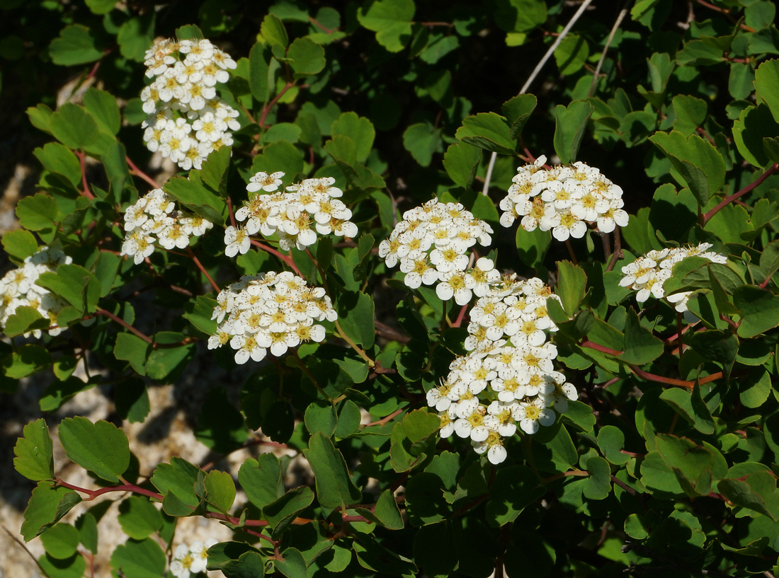 Изображение особи Spiraea trilobata.