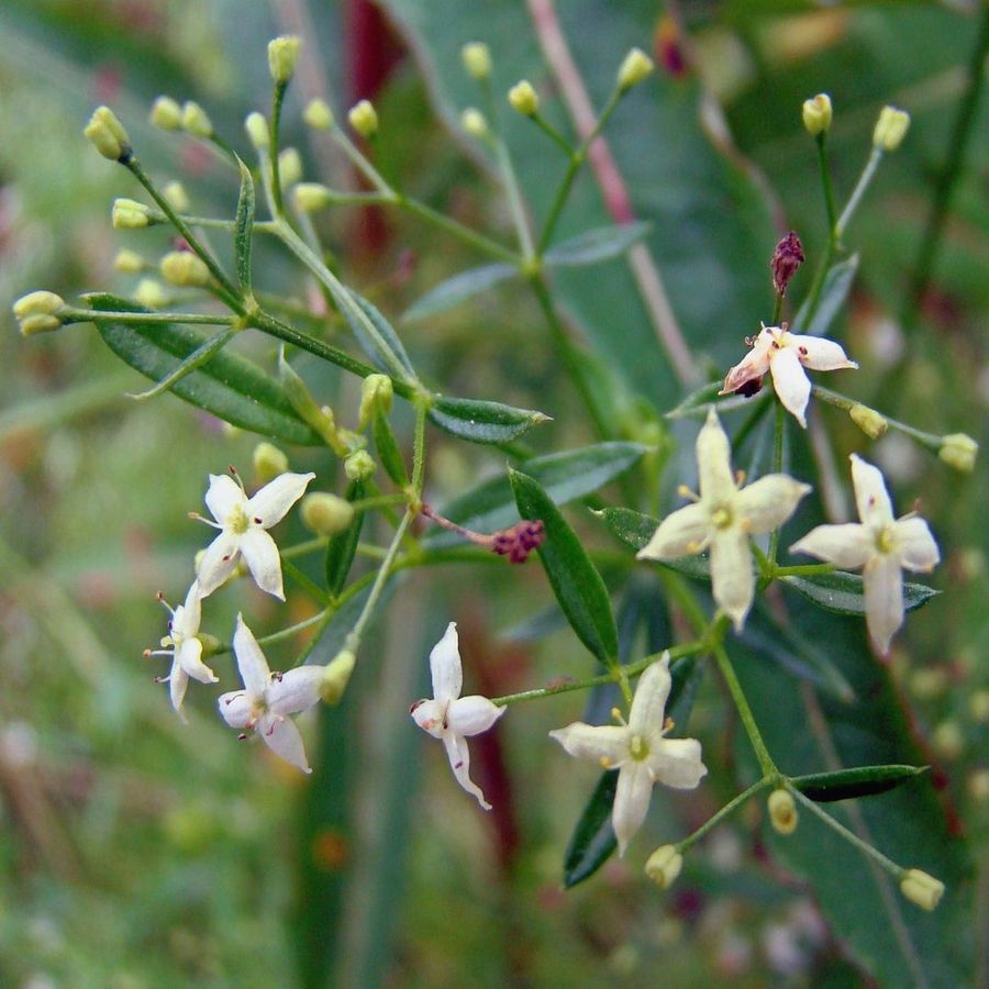 Изображение особи Galium uliginosum.