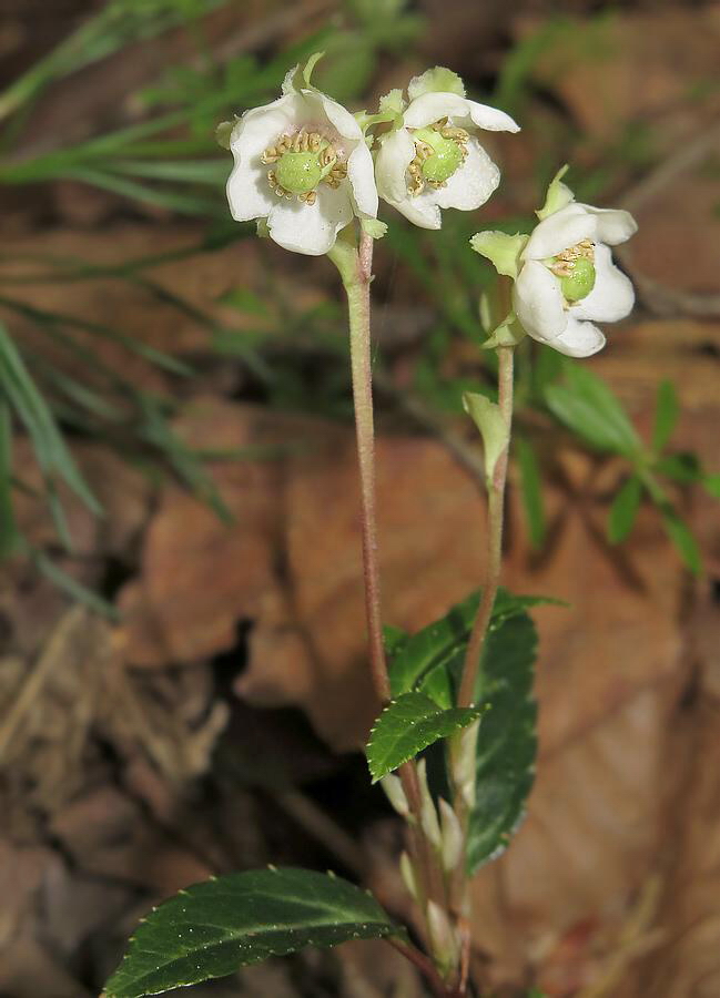 Image of Chimaphila japonica specimen.