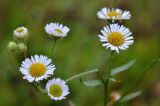 Erigeron annuus