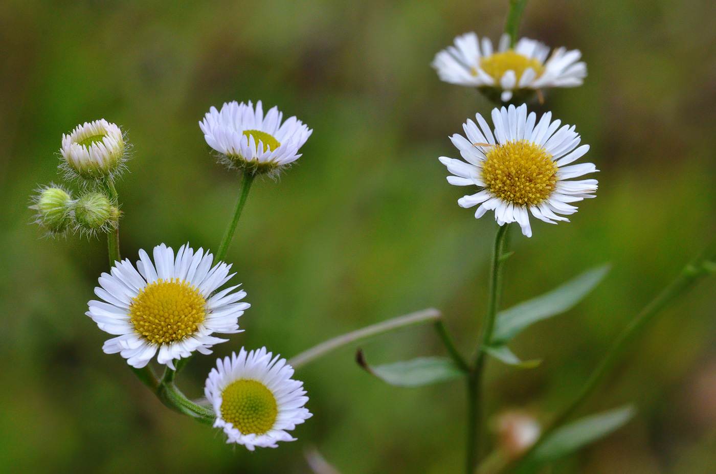 Image of Erigeron annuus specimen.