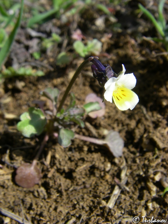 Изображение особи Viola arvensis.