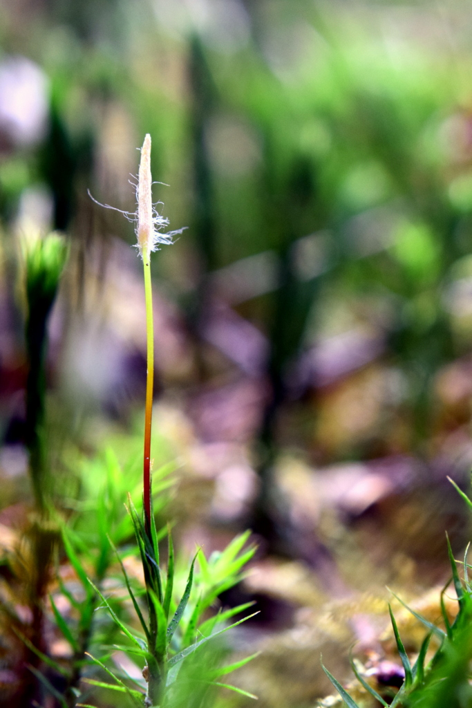 Image of Polytrichum formosum specimen.