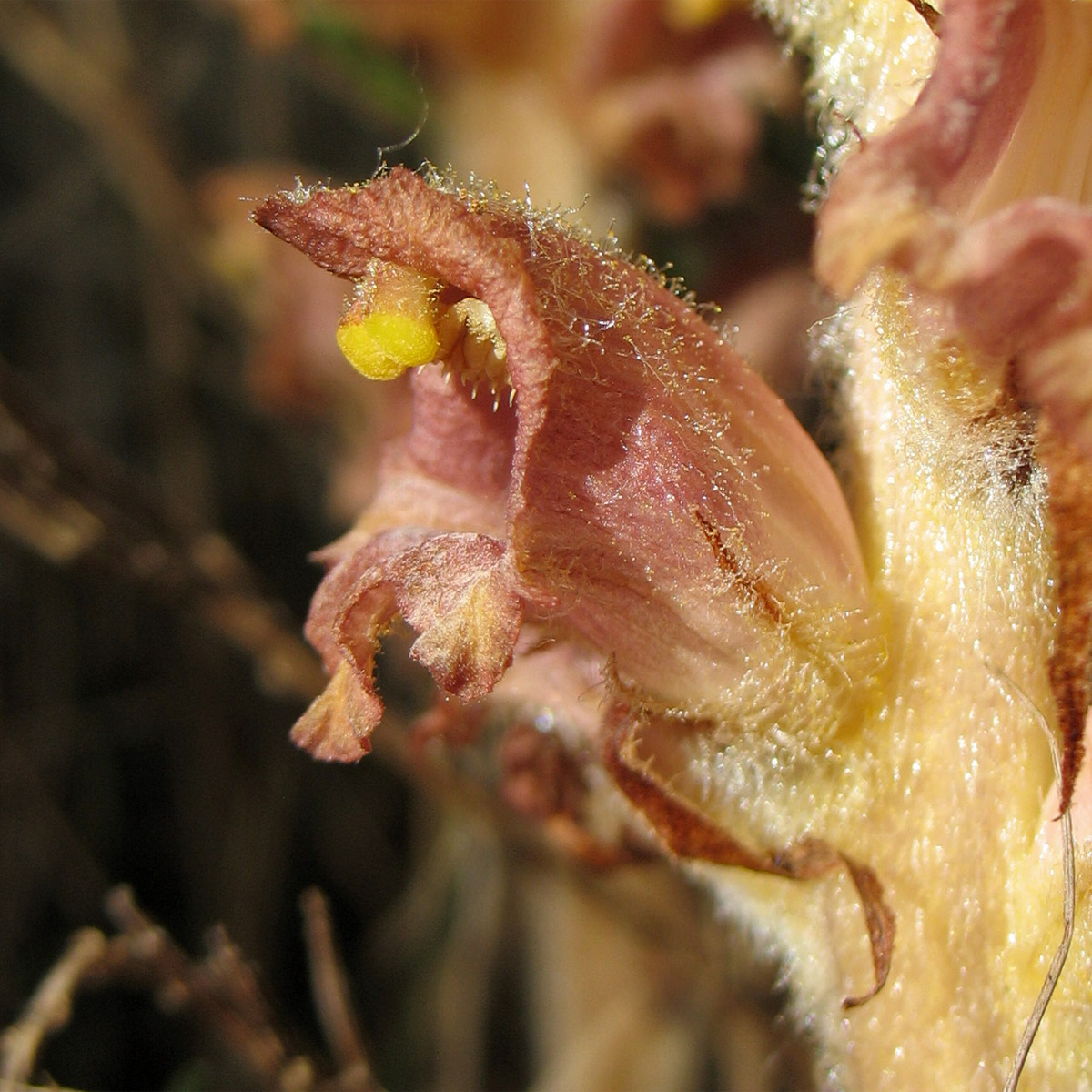 Image of Orobanche rapum-genistae specimen.