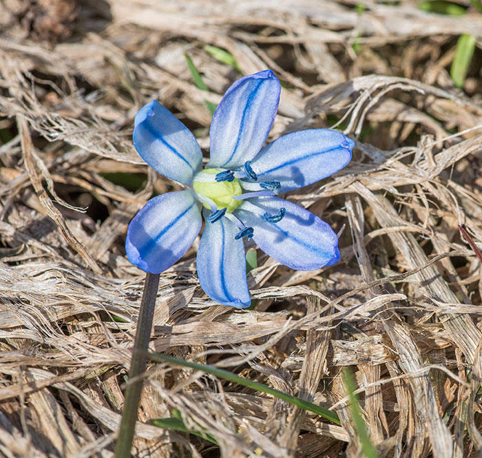 Image of Scilla siberica specimen.