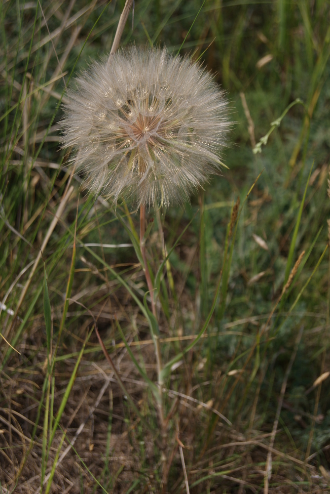 Изображение особи род Tragopogon.