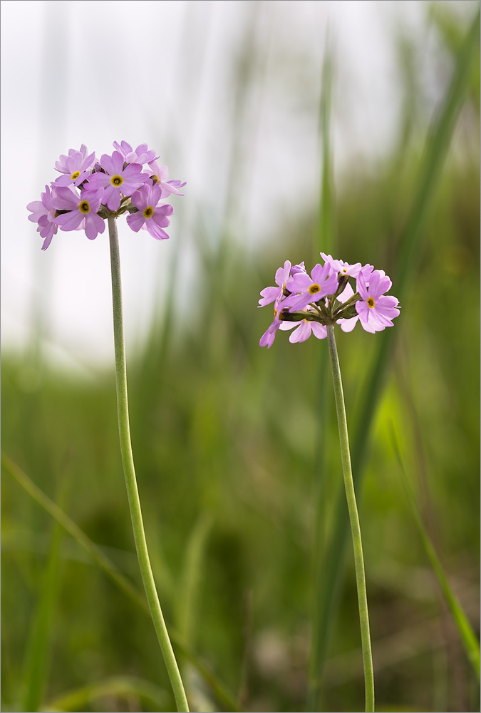 Image of Primula farinosa specimen.