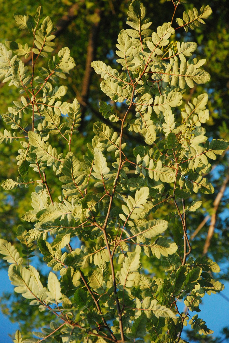 Image of genus &times; Crataegosorbus specimen.