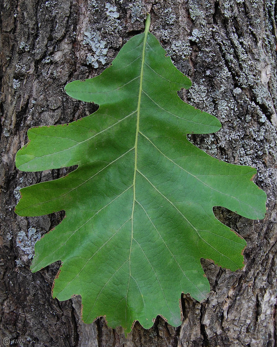 Image of genus Quercus specimen.