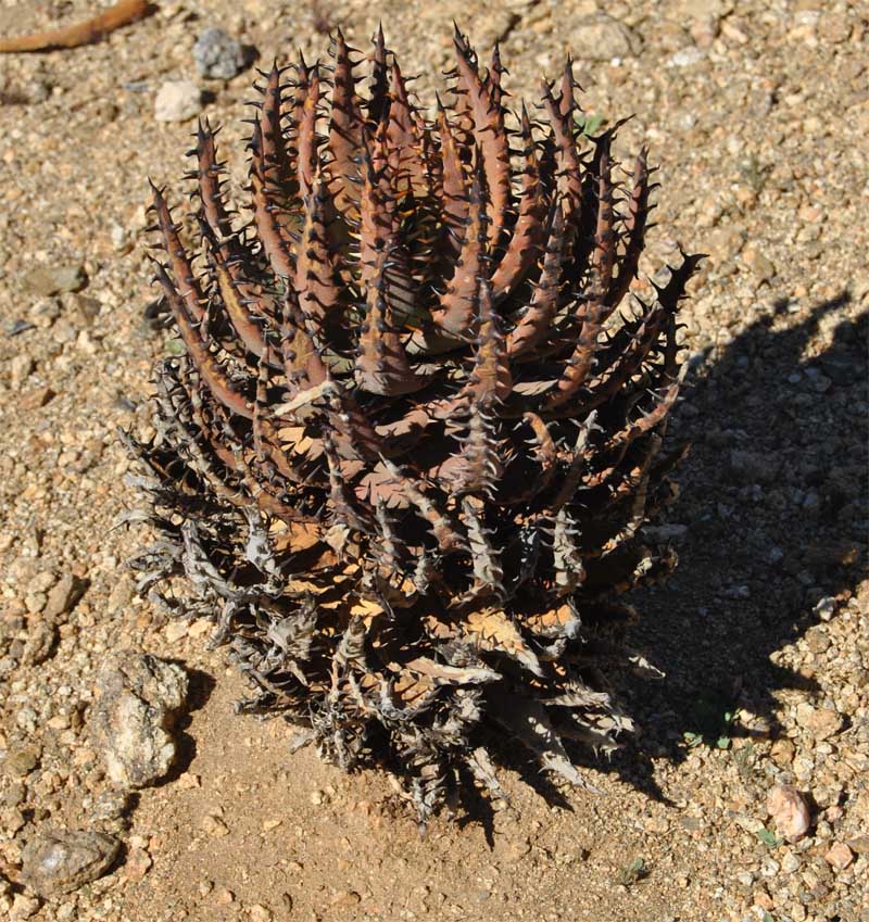 Изображение особи Aloe melanacantha.