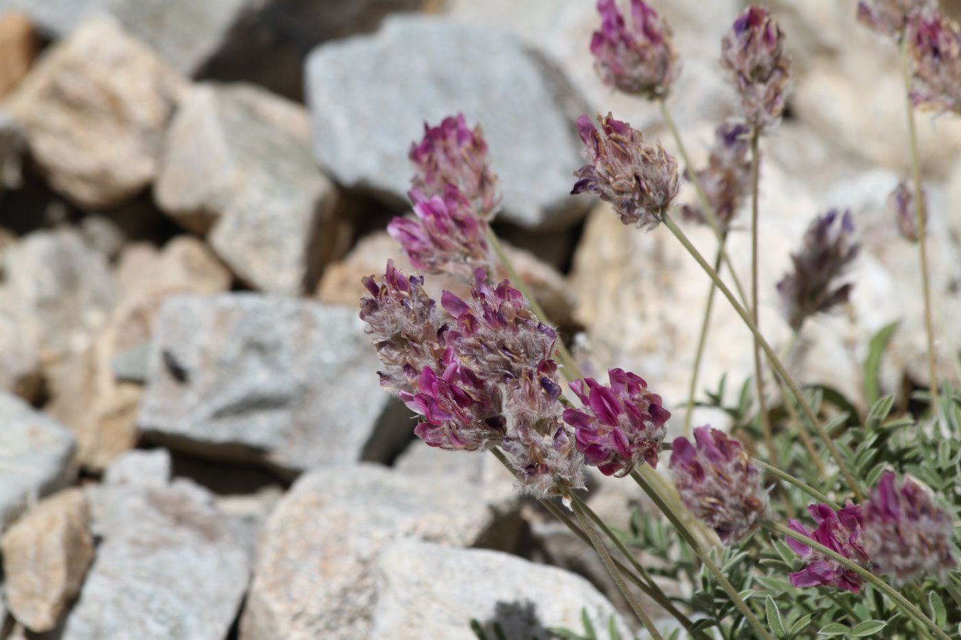 Image of Oxytropis microsphaera specimen.