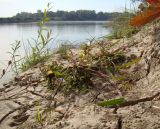 Echinochloa crus-galli. Плодоносящее растение. Краснодарский край, г. Усть-Лабинск, берег р. Кубань, размываемая отмель. 07.10.2017.