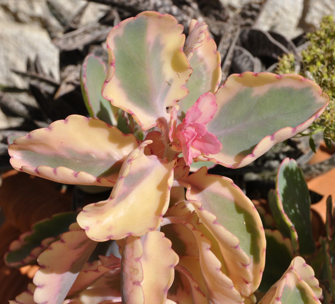 Image of Kalanchoe fedtschenkoi specimen.