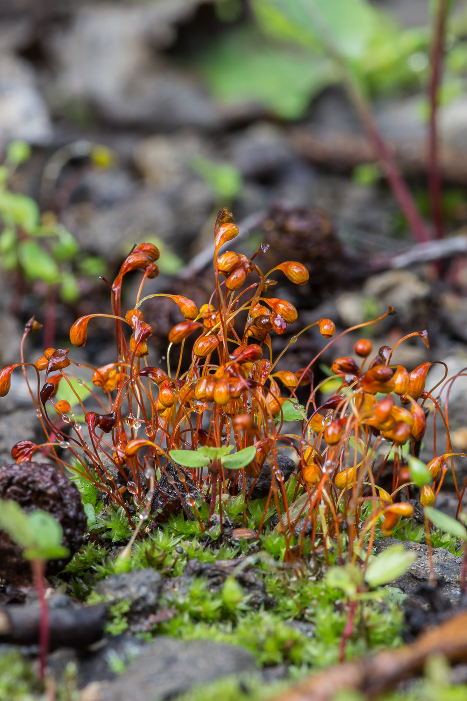 Image of Funaria hygrometrica specimen.