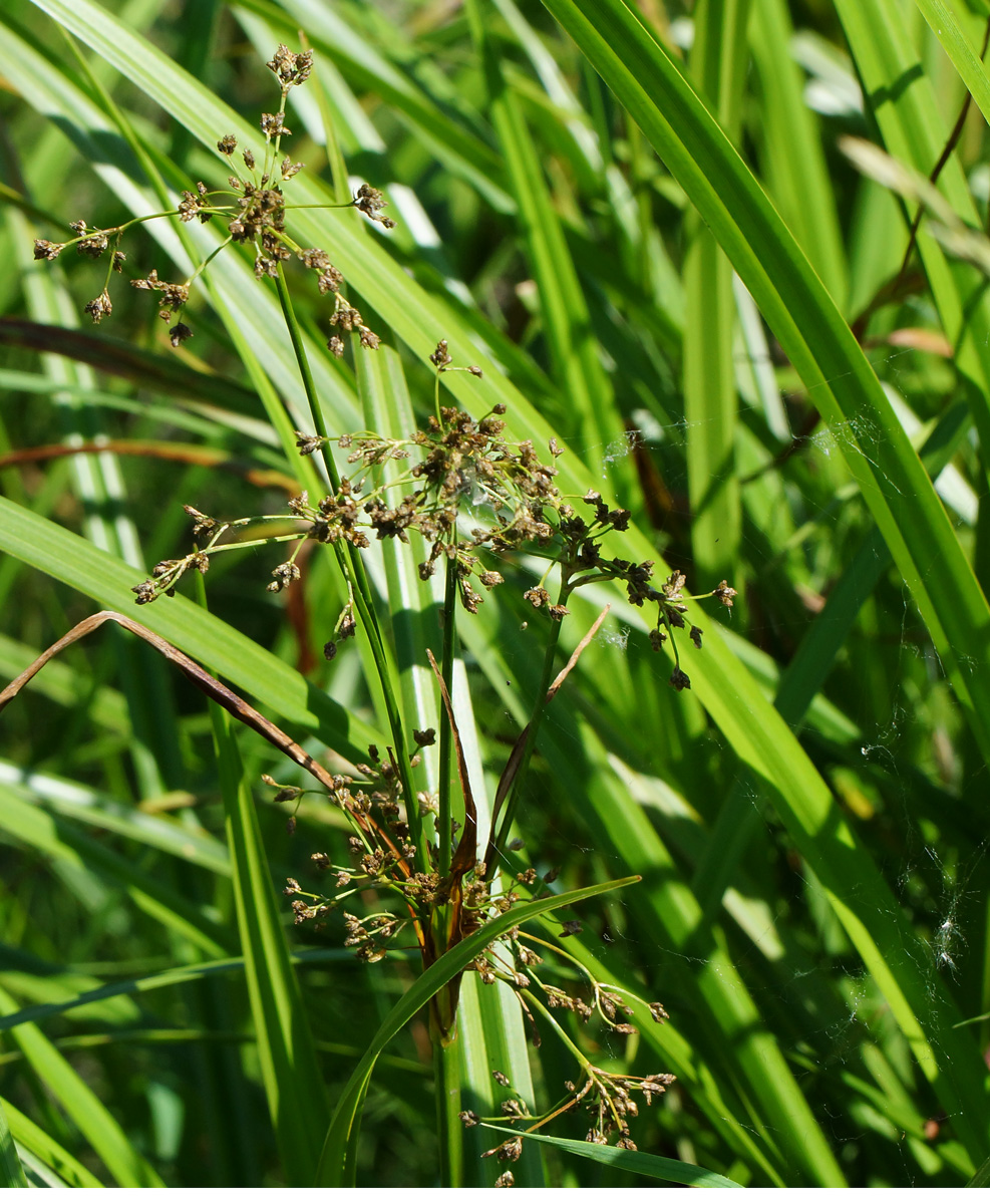 Image of Scirpus sylvaticus specimen.