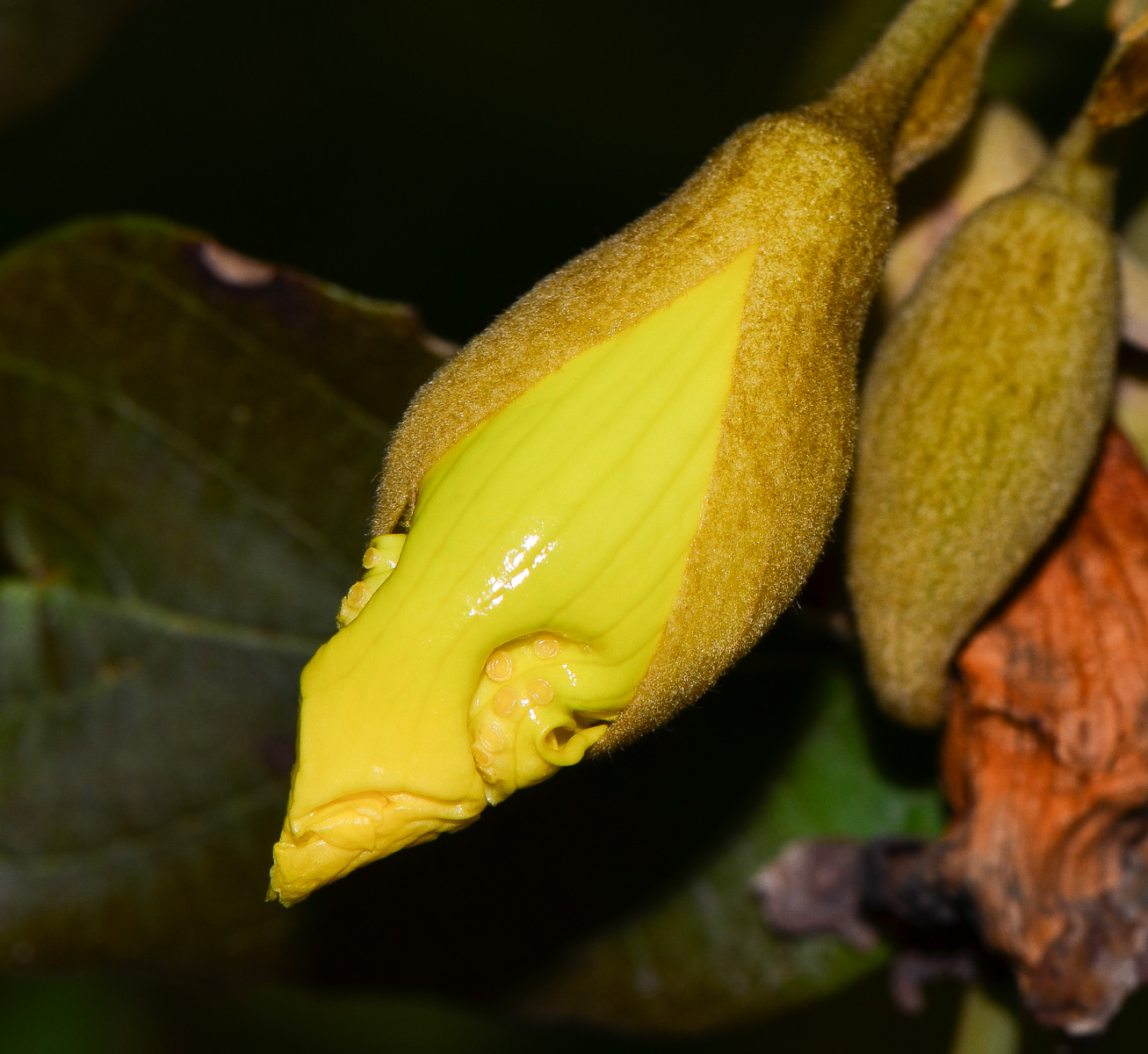 Image of Markhamia lutea specimen.