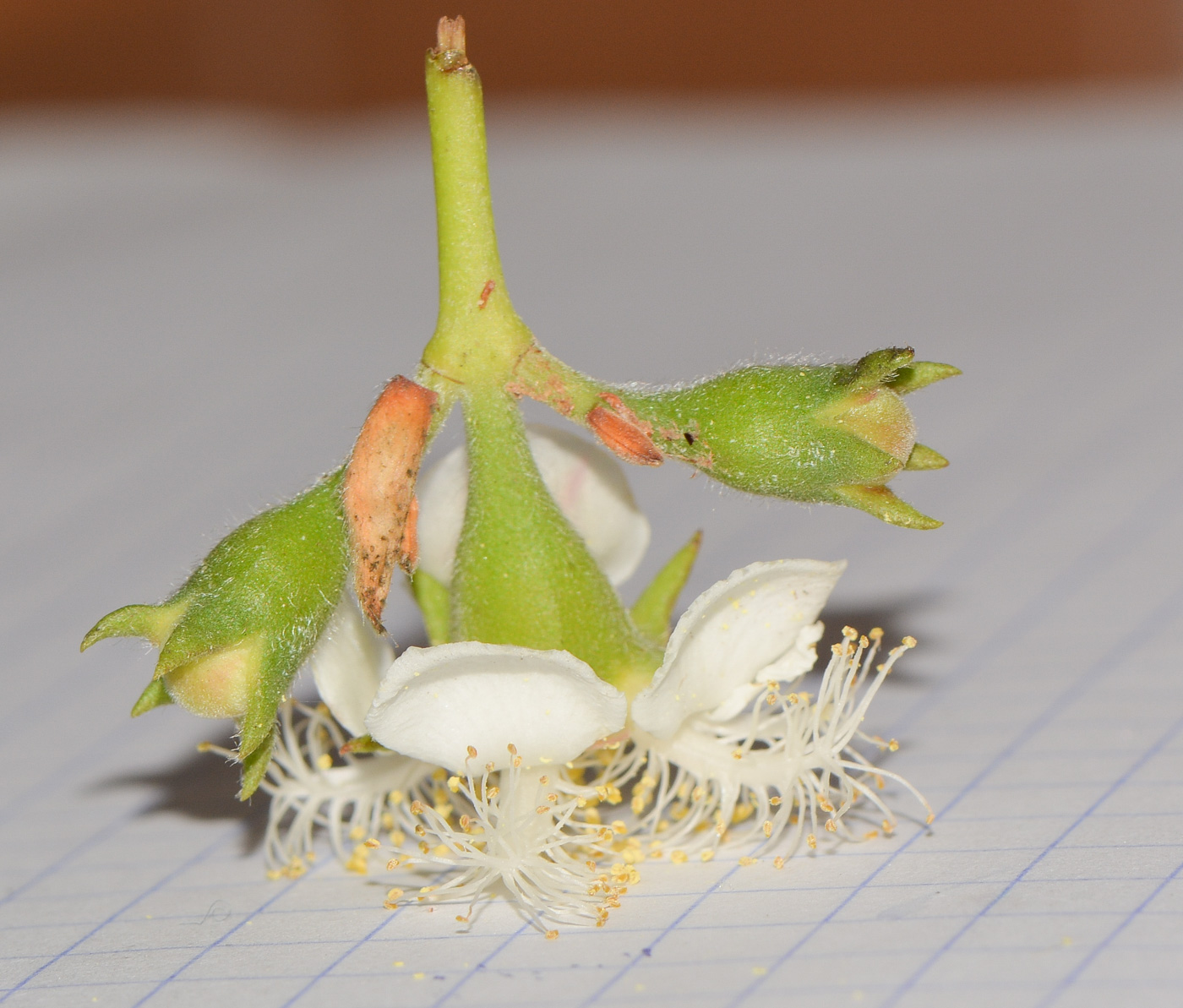 Image of Lophostemon confertus specimen.