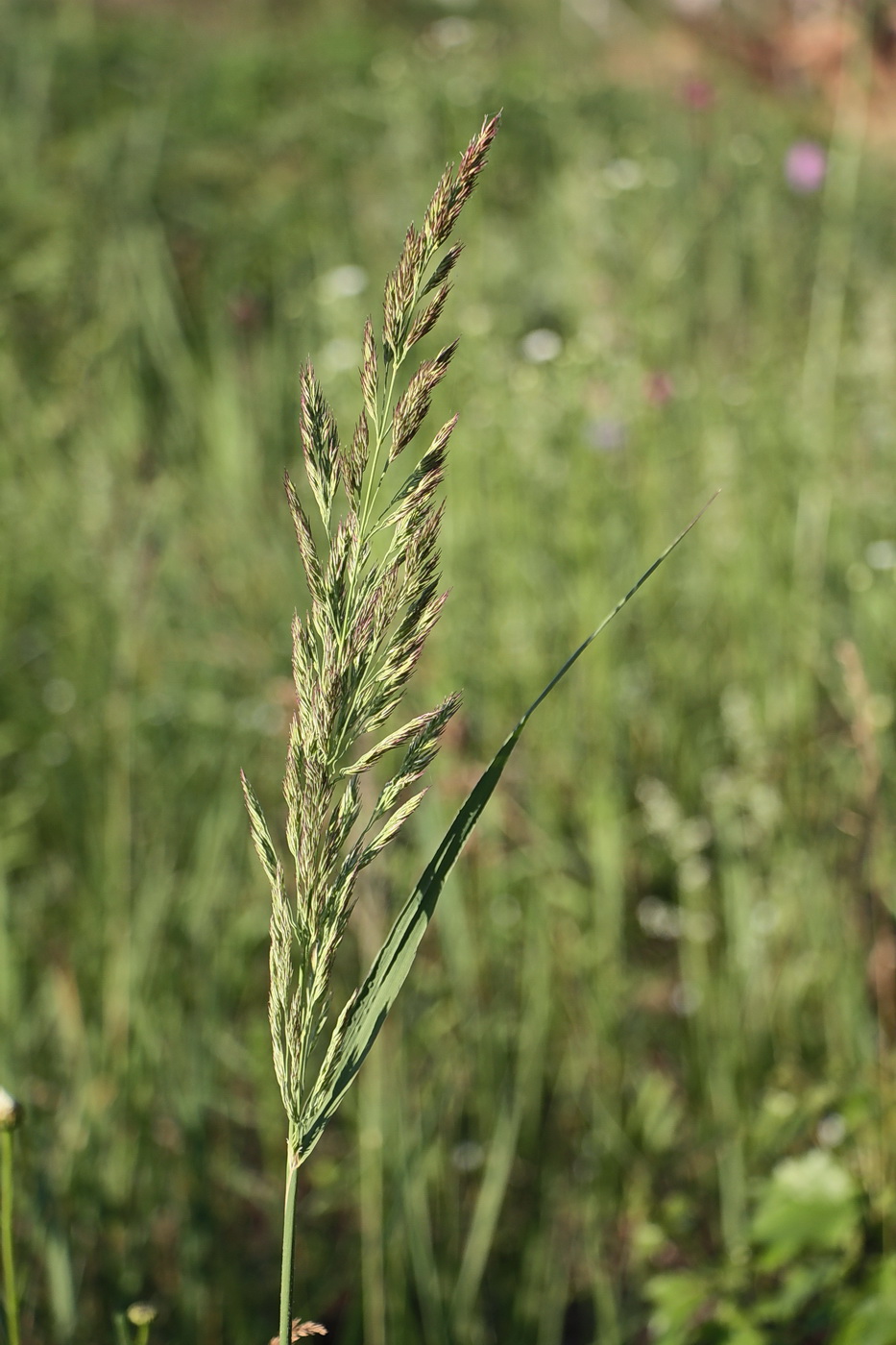 Image of Calamagrostis epigeios specimen.