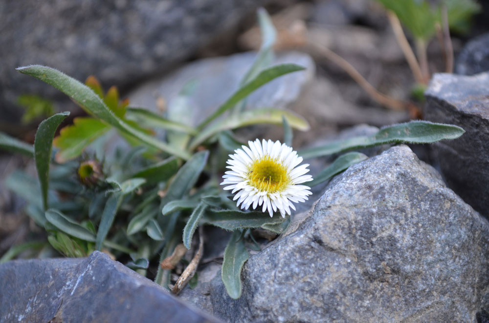 Изображение особи Erigeron pallidus.