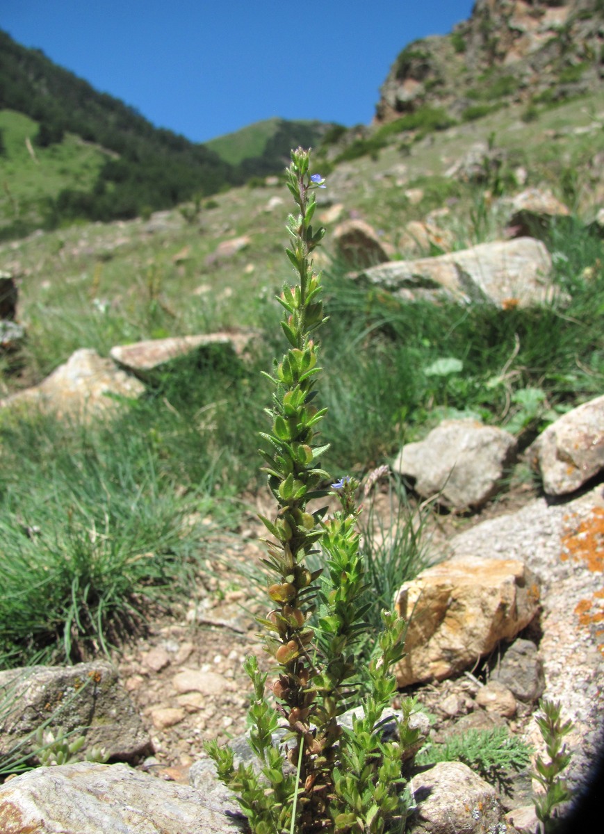 Image of Veronica verna specimen.