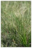 Carex pediformis