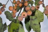 Смотреть изображение Diospyros lotus