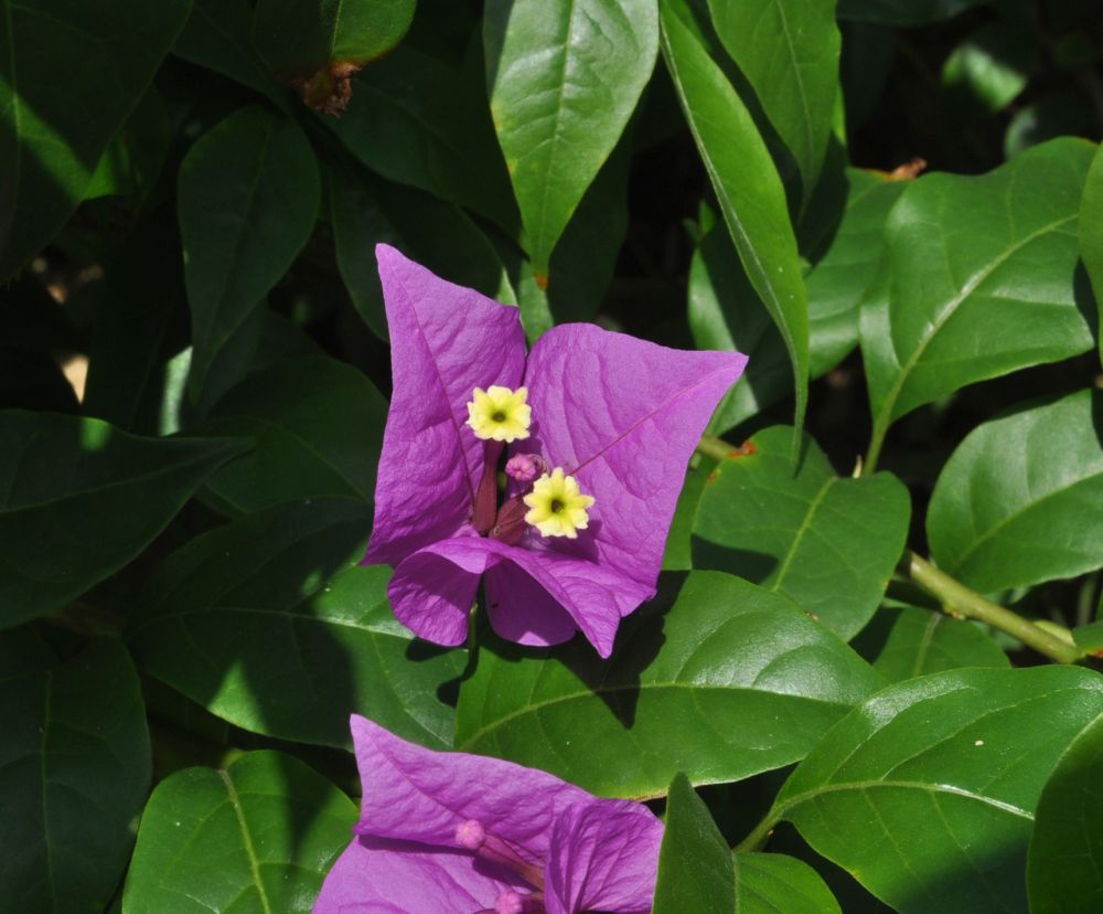 Image of genus Bougainvillea specimen.