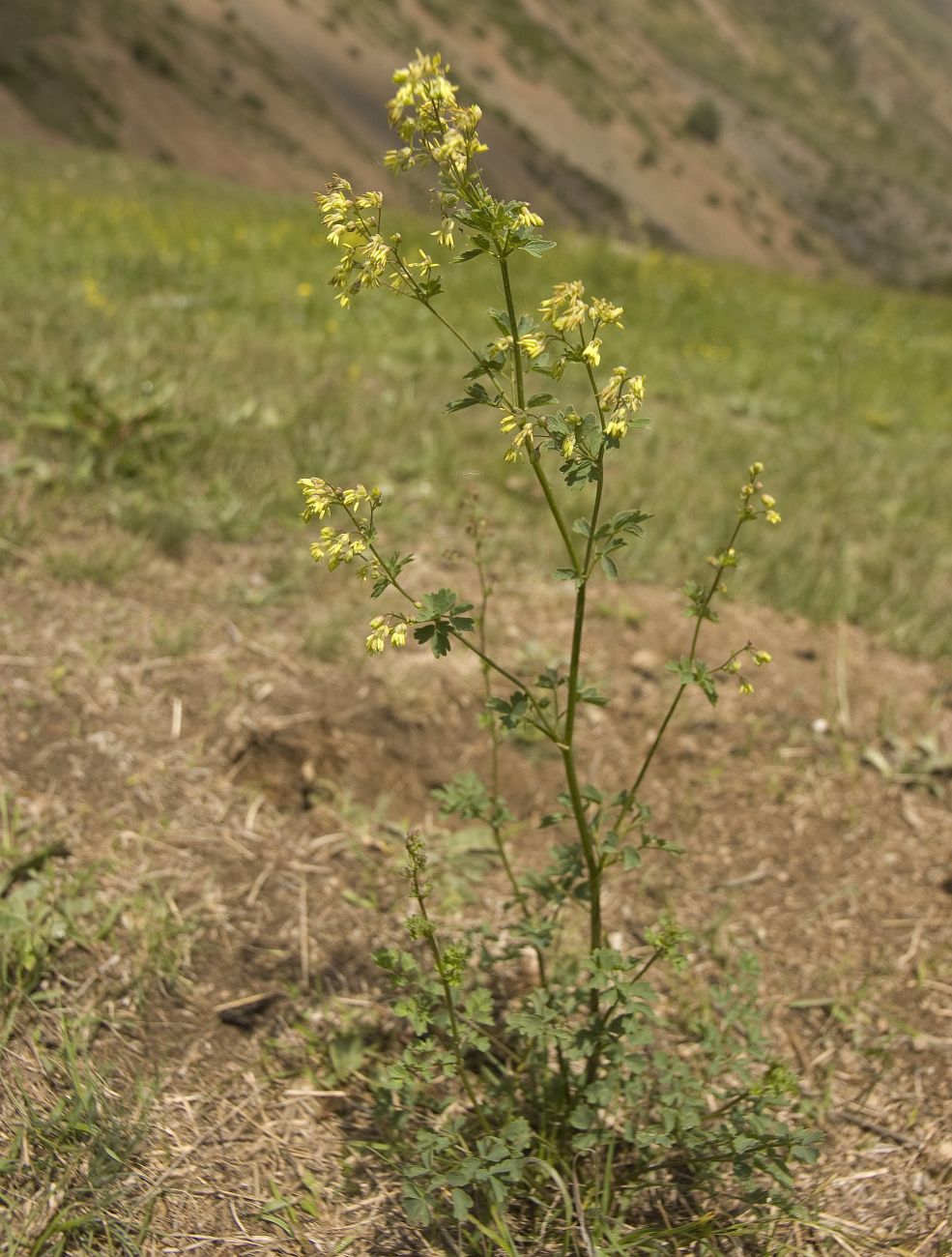 Image of genus Thalictrum specimen.