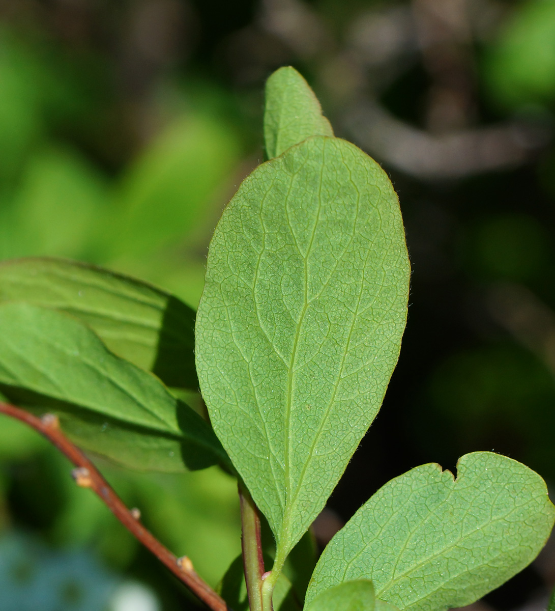 Image of Spiraea media specimen.