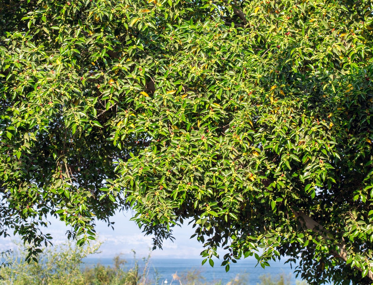 Image of Ficus obliqua specimen.