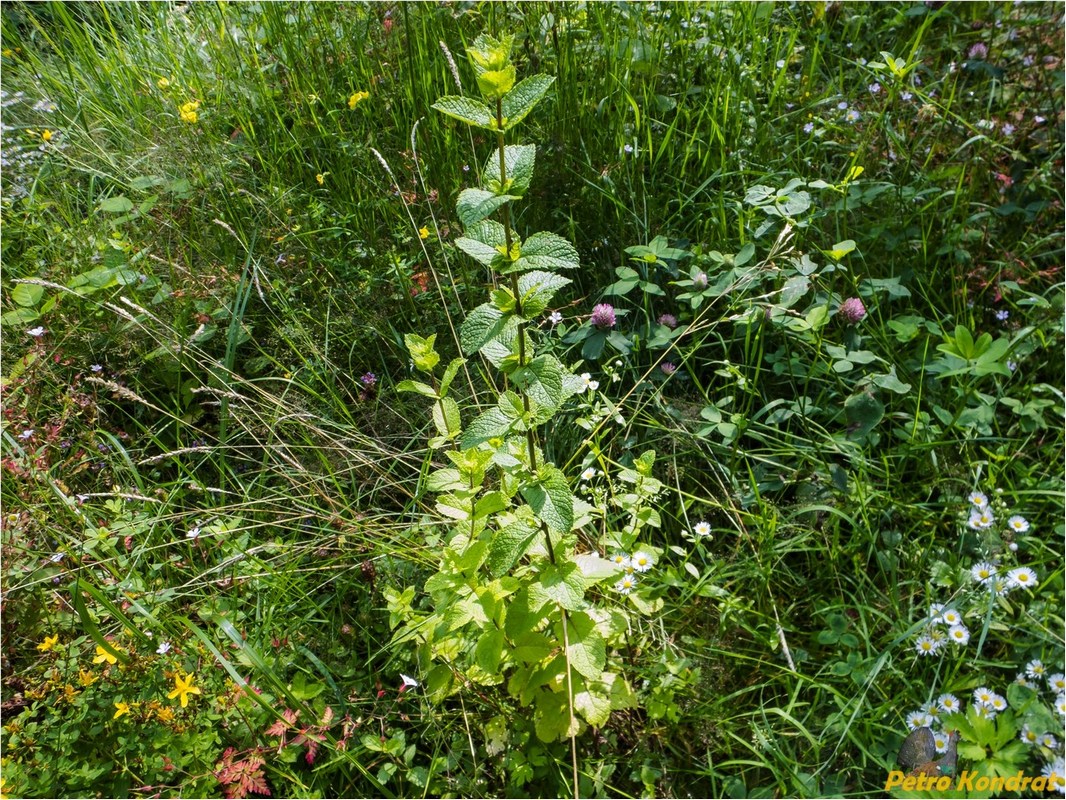 Image of Mentha spicata specimen.