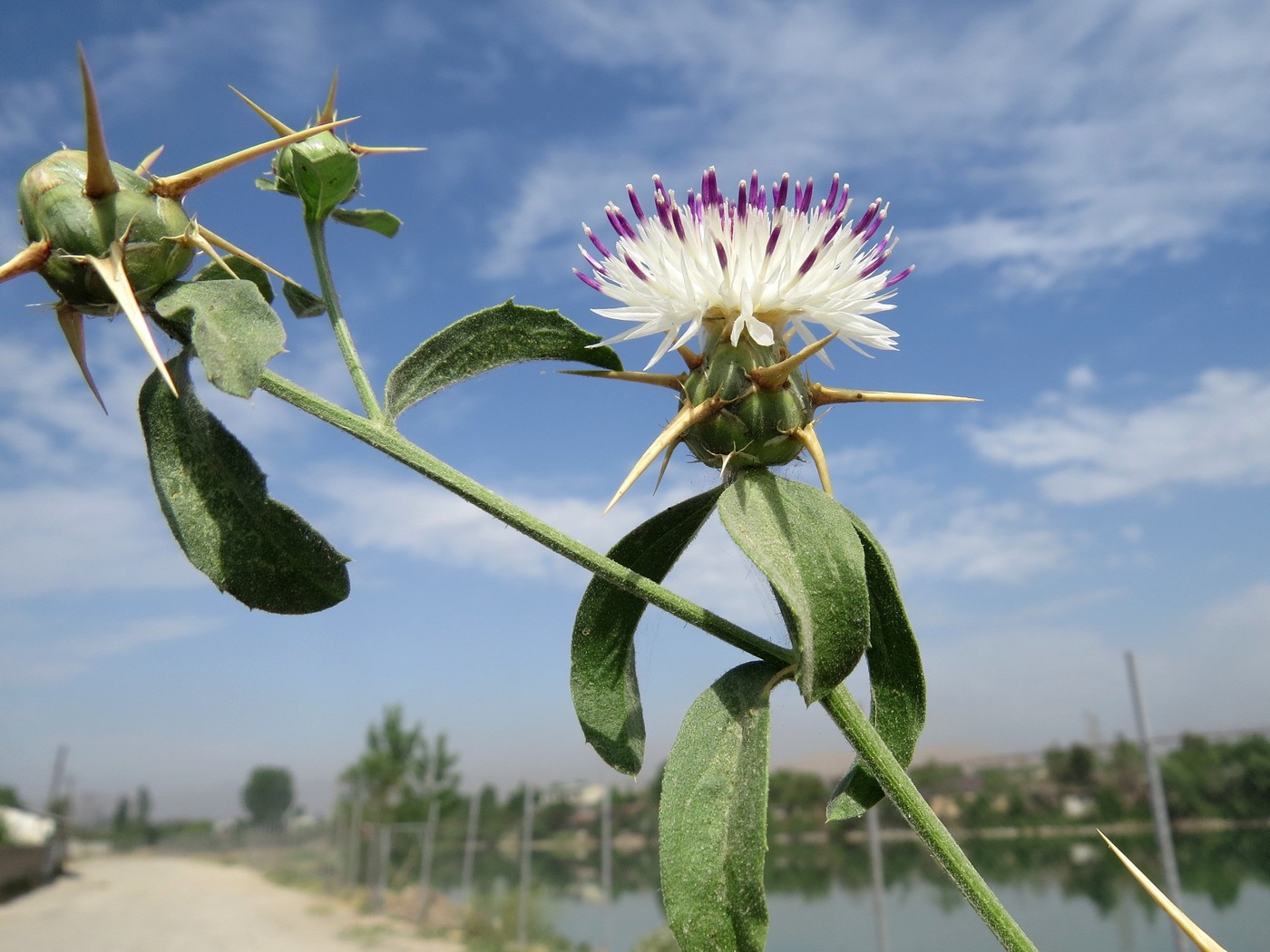 Image of Centaurea iberica specimen.