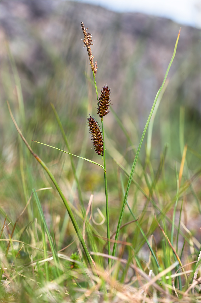 Image of Carex rotundata specimen.