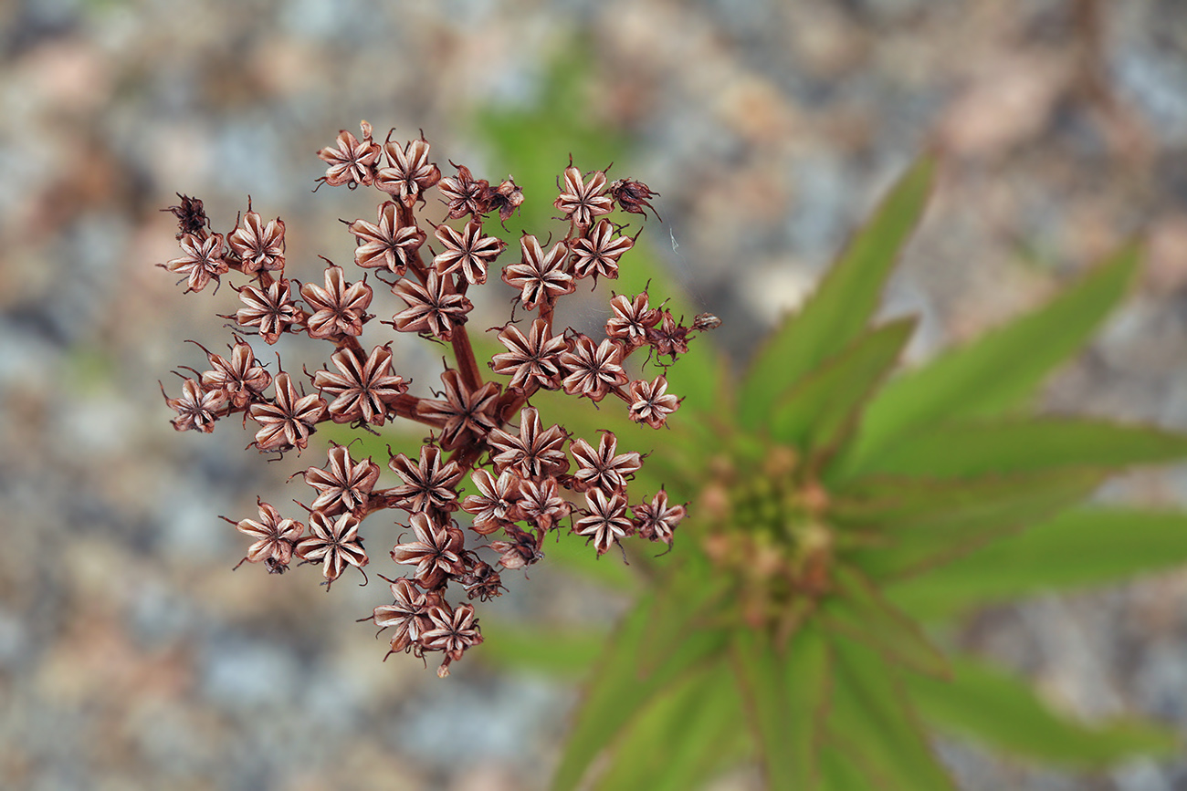 Изображение особи Aizopsis rhodocarpa.