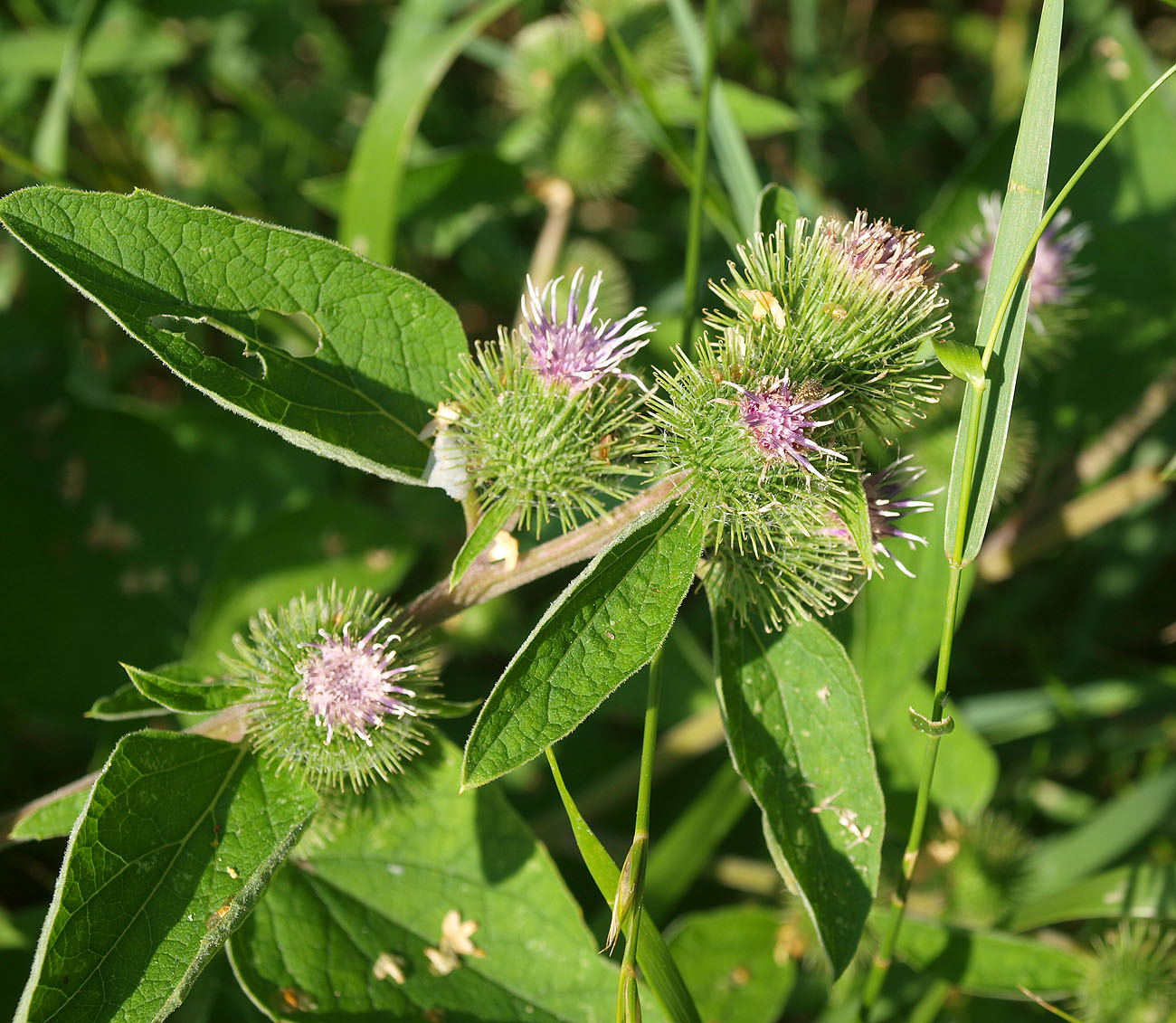 Arctium Minus plantarium