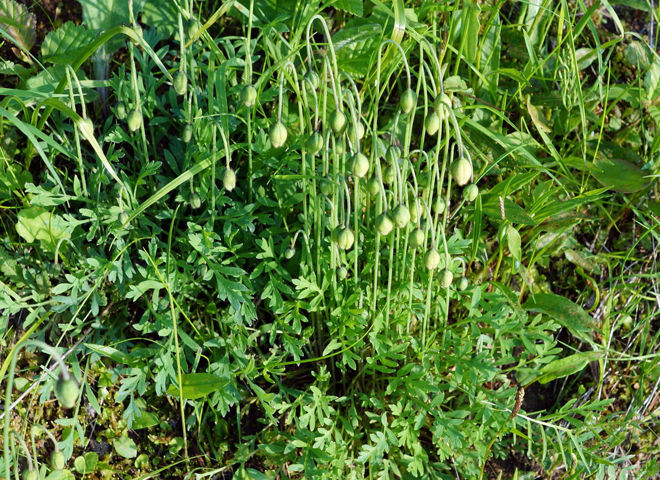 Image of Papaver nudicaule ssp. gracile specimen.