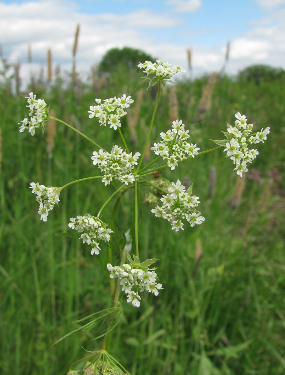 Изображение особи Chaerophyllum prescottii.