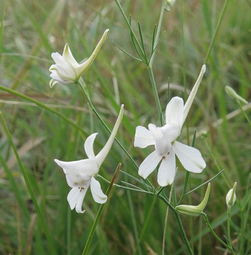 Image of Delphinium consolida specimen.