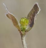 Hepatica asiatica. Незрелый плод (удален один стеблевой лист). Приморский край, Шкотовский р-н, пос. Подъяпольск, склон, поросший кустарником и переходящий в овраг. 03.05.2019.