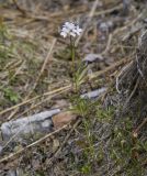 Cardamine trifida